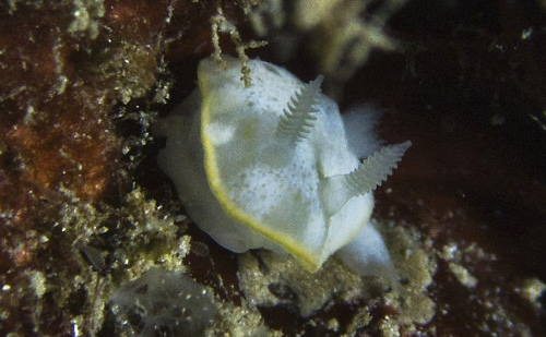 Chromodoris sp. #2: front