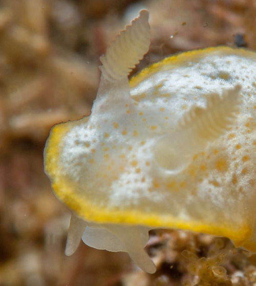 Chromodoris sp. #2: front, oral tentacles