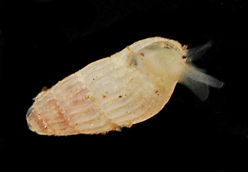 Evalea stearnsiella: underside