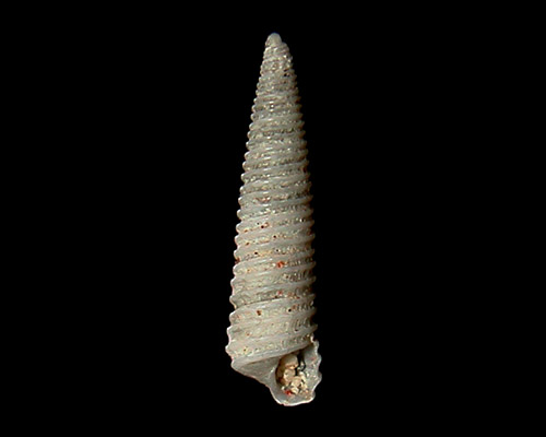 Cingulina sp. #1: shell