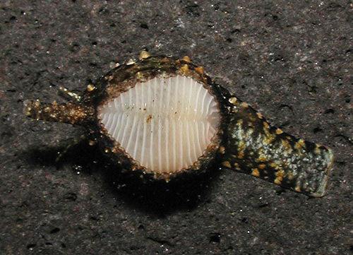 Cleotrivia globosa