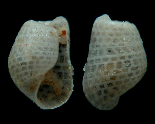 Colinatys sp. #1: shell