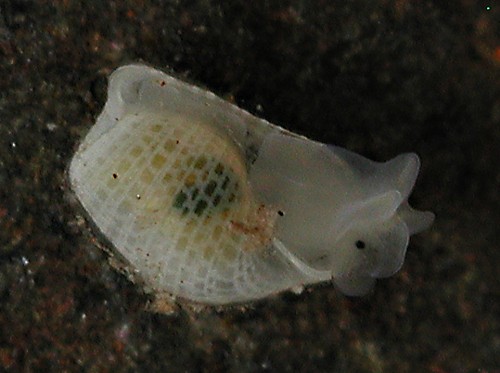 Colinatys sp. #1: underside