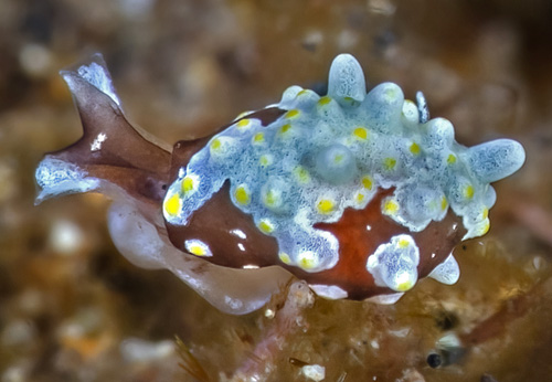 Colpodaspis thompsoni: head detail, top