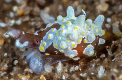 Colpodaspis thompsoni: head detail ,top