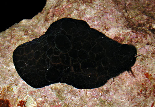 Coriocella nigra: 2nd animal