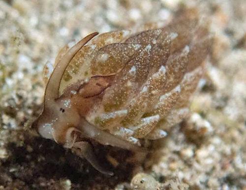 Costasiella formicaria: moderately dark central cerata