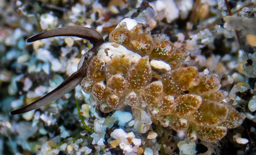 Costasiella formicaria: notum pigment, pericardium