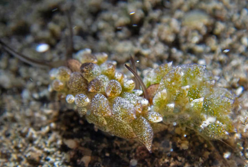 Costasiella formicaria: pair