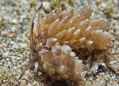 Costasiella formicaria: pair