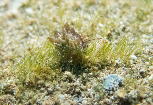 Costasiella formicaria: feeding