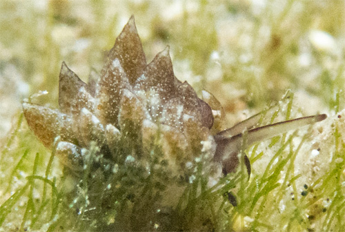 Costasiella formicaria: feeding