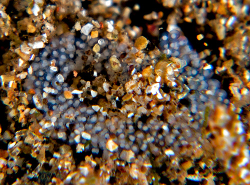 Costasiella formicaria: egg mass