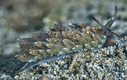 Costasiella formicaria: side