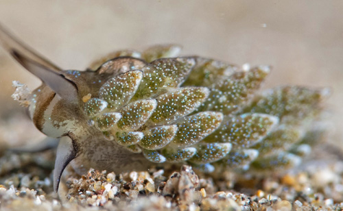 Costasiella formicaria: side, head