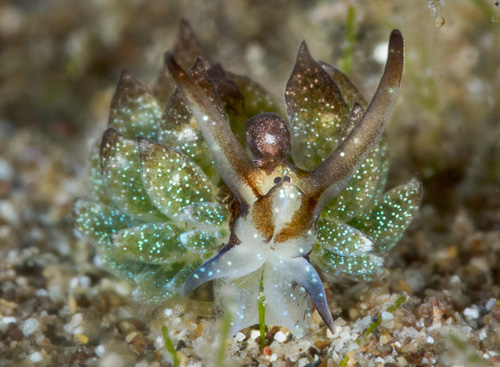 Costasiella formicaria: feeding, detail