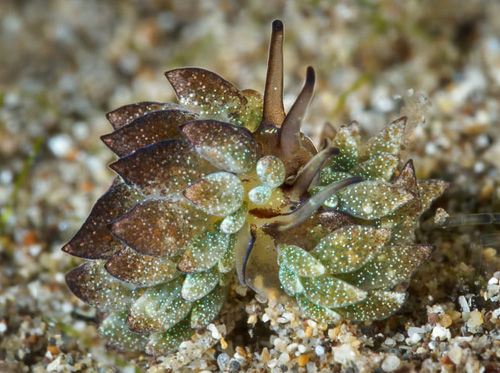 Costasiella formicaria: mating