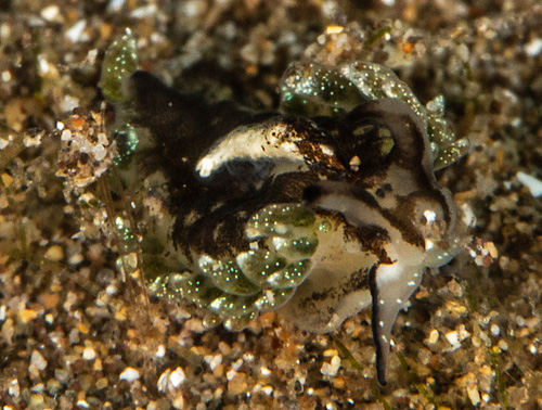 Costasiella formicaria: dark pigment surrounding pericardium