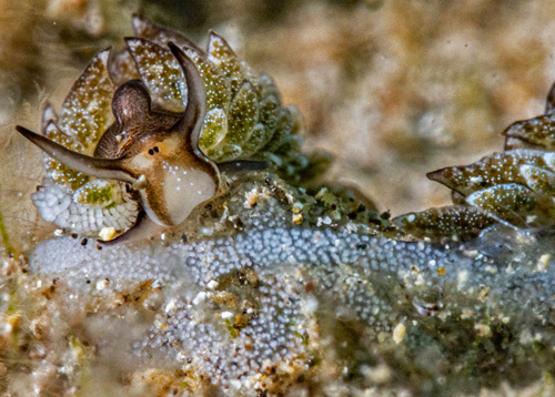 Costasiella formicaria: laying eggs