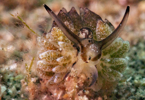 Costasiella formicaria: dark central cerata