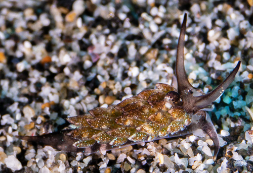 Costasiella formicaria: notum pigment, "tail"