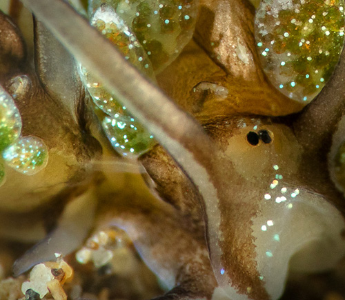 Costasiella formicaria: mating, detail