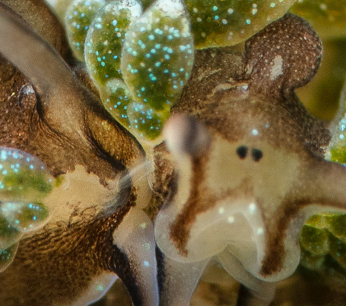 Costasiella formicaria: mating, detail