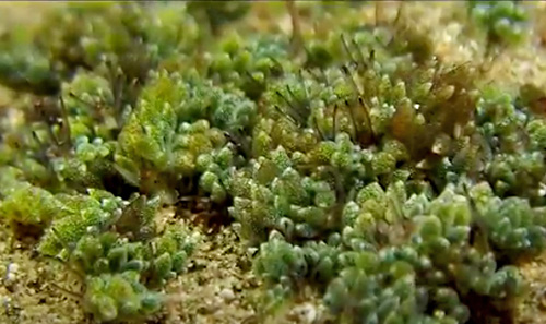 Costasiella formicaria: clump, in field