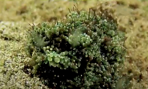 Costasiella formicaria: clump, in field