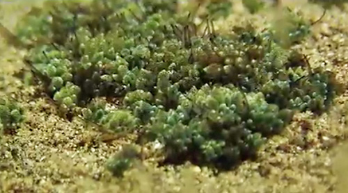 Costasiella formicaria: clump, in field