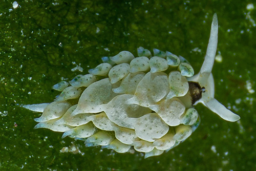 Costasiella fridae