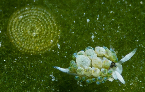 Costasiella fridae: with egg mass