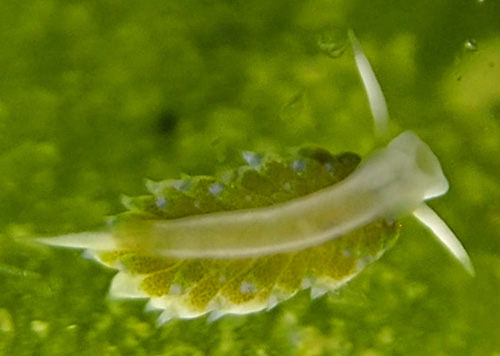 Costasiella fridae: underside