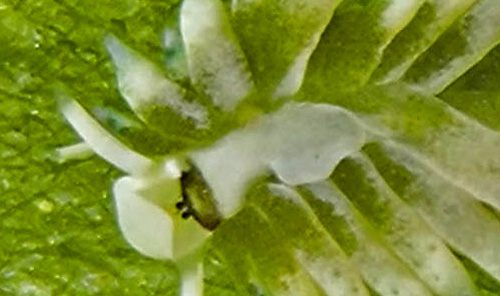 Costasiella fridae: cardiac sack, detail