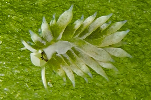 Costasiella fridae: cardiac sack