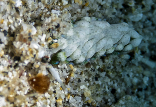 Costasiella fridae: burying