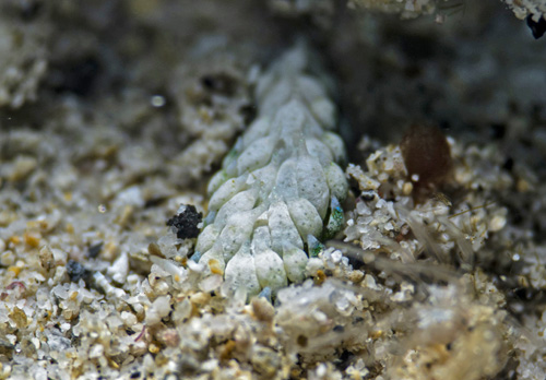 Costasiella fridae: burying