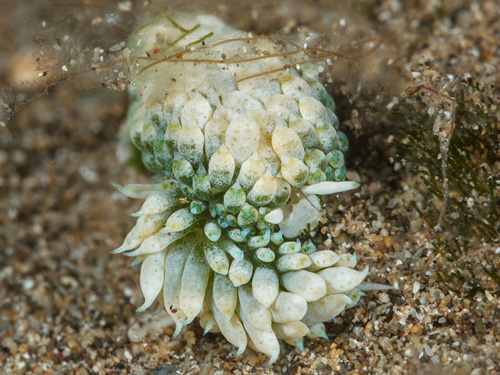 Costasiella fridae: mating