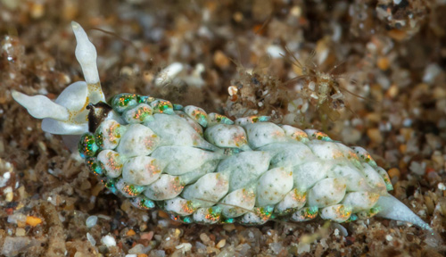 Costasiella fridae: rhinophore swellings, less contracted