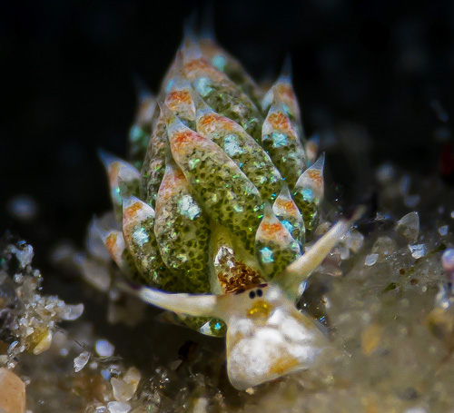 Costasiella kuroshimae: cerata detail