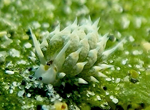 Costasiella kuroshimae: pale