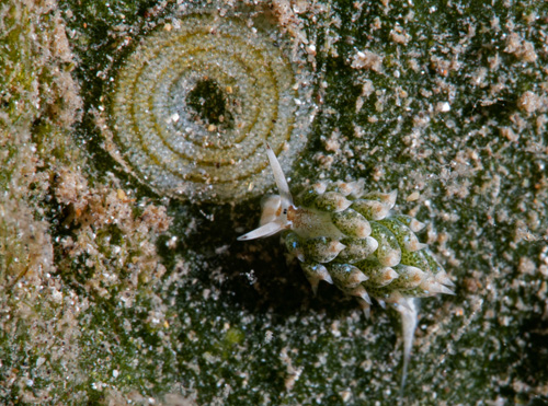 Costasiella kuroshimae: with egg masss