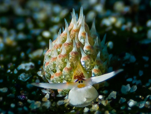 Costasiella kuroshimae: moderately pale