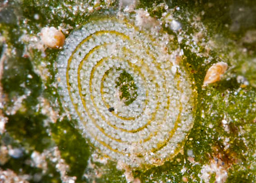 Costasiella kuroshimae: egg mass