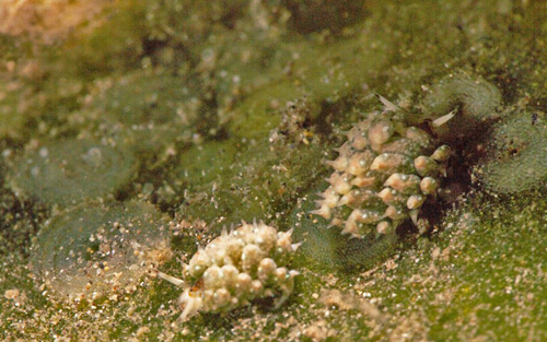 Costasiella kuroshimae: pair with several egg mass