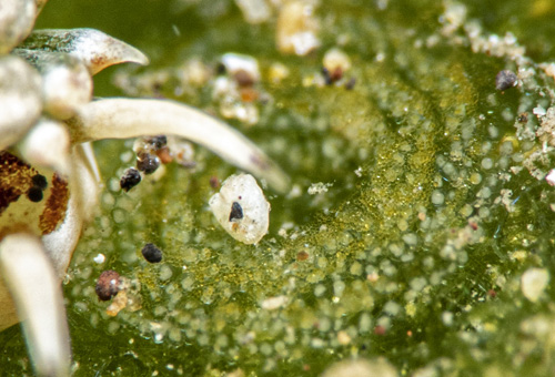 Costasiella kuroshimae: egg mass overgrown by micro-algae