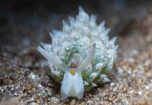 Costasiella kuroshimae: front