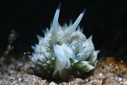 Costasiella kuroshimae: front, raised