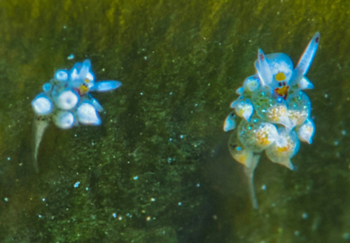 Costasiella kuroshimae: very young, pattern transition