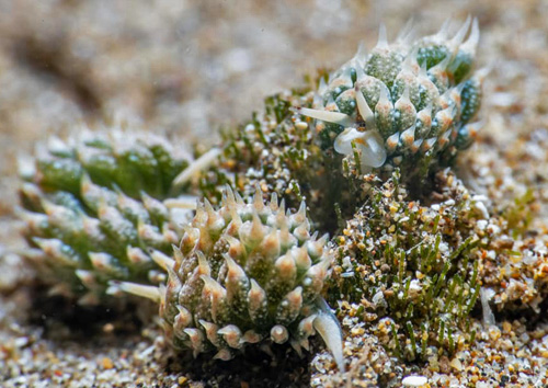 Costasiella kuroshimae: feeding